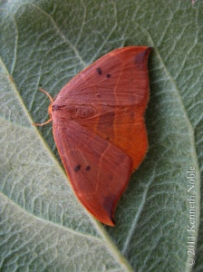 oak hook-tip (Watsonalla binaria) Kenneth Noble